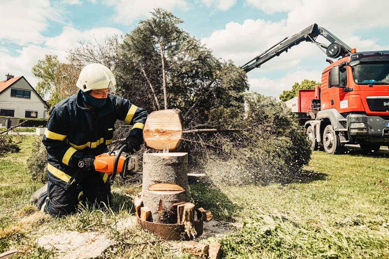 The Steps Involved in Our Tree Care Process in Gypsum, CO